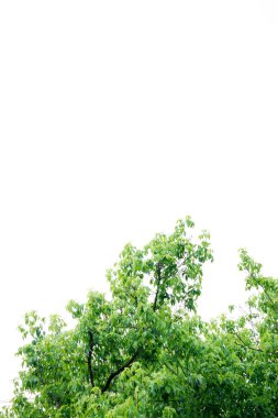 yeşil yapraklar beyaz üzerinde izole