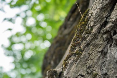 Yeşil yapraklı bir ağaç gövdesine yakın çekim