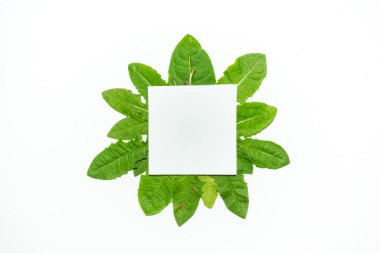 Karahindiba yeşili yapraklardan yapılmış yaratıcı bir düzen. Düz yatıyordu. Doğa arkaplanı