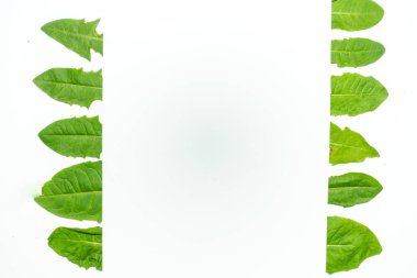 Karahindiba yeşili yapraklardan yapılmış yaratıcı bir düzen. Düz yatıyordu. Doğa arkaplanı