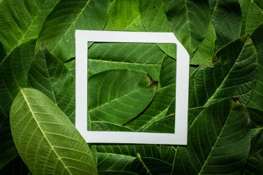 Ceviz yeşili yapraklardan yapılmış yaratıcı bir düzen. Düz yatıyordu. Doğa arkaplanı