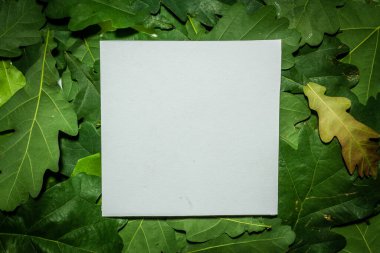 Meşe yeşili yapraklardan yapılmış yaratıcı bir düzen. Düz yatıyordu. Doğa arkaplanı