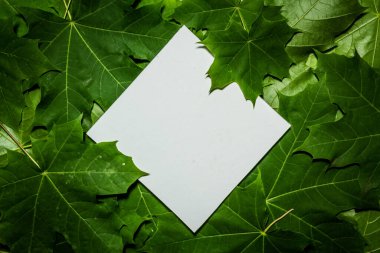 Akçaağaç yeşil yapraklarından yapılmış yaratıcı bir düzen. Düz yatıyordu. Doğa arkaplanı