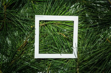 Yeşil çam yapraklarından yapılmış yaratıcı bir düzen. Düz yatıyordu. Doğa arkaplanı