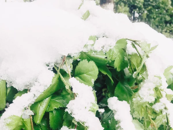 Konstigt Väder Vit Snö Gröna Buskar Löv Vanlig Sommar — Stockfoto