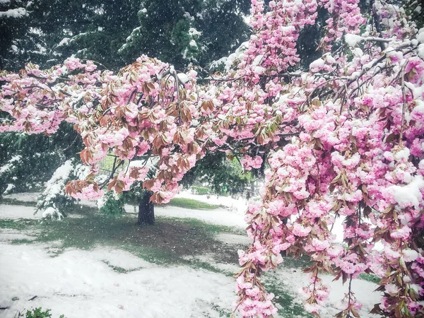 Snow on cherry blossom trees. Strange weather behaviour