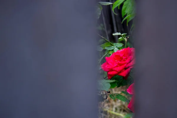 Red Rose Behin Fence — Stock Photo, Image