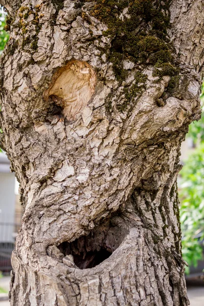 Tronco Árbol Con Tallas Que Parecen Una Cara — Foto de Stock