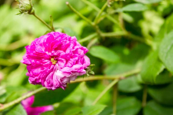 蕾と緑の葉を持つピンクのピコテ — ストック写真