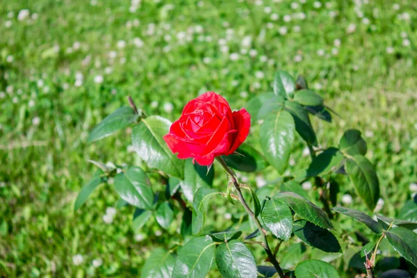 Rosa Rossa Bellissimo Fiore Sfondo Verde Con Foglie — Foto Stock