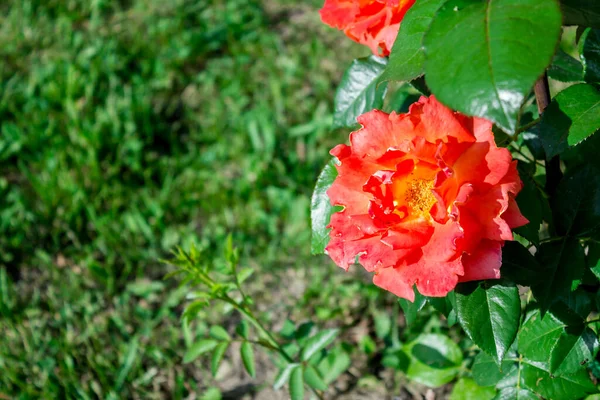 赤いバラ 葉と緑の背景に美しい花 — ストック写真