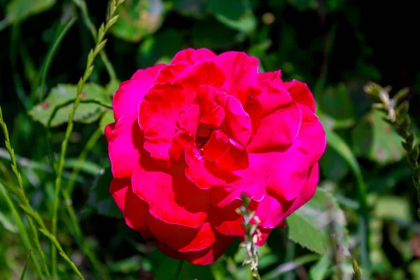 赤いバラ 葉と緑の背景に美しい劇的な花 — ストック写真