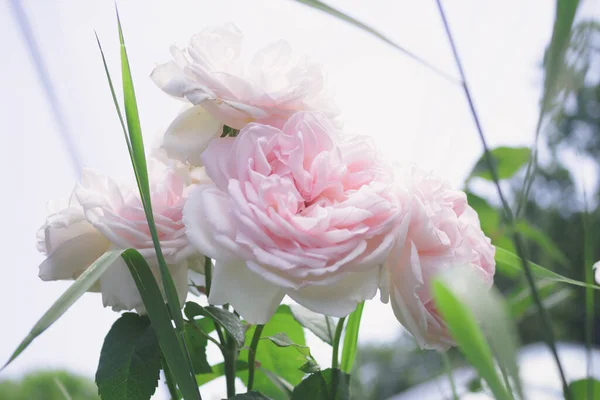 Rosa Ros Vacker Bröllopsfotografering Närbild Eller Makro Till Blomma — Stockfoto