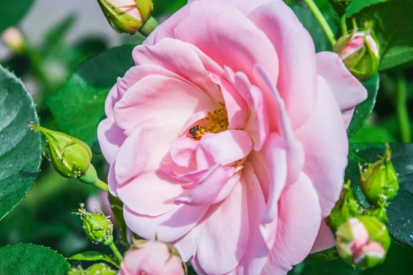 ピンクのバラ 美しい結婚式の写真 花にマクロを閉じます ミツバチの授粉 — ストック写真