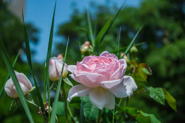 Różowa Róża Piękny Dramatyczny Kwiat Zielonym Tle Liśćmi Trawą — Zdjęcie stockowe