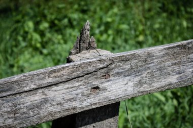 Arka planda bulanık yeşil çimenleri ve yaprakları olan eski püskü ahşap. Kırsal kavram