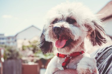 Shih Tzu dilini çıkarmış. Köpeğini tutan bir adama yakın.