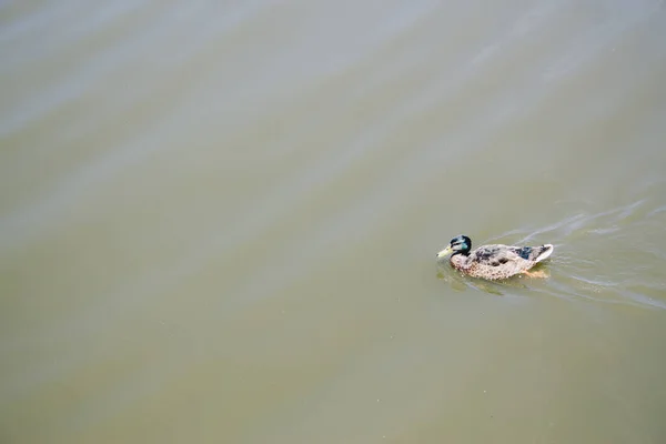 Кряква Утка Плавает Воде — стоковое фото