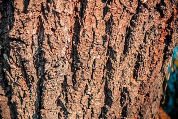 深褐色树皮的自然背景 — 图库照片