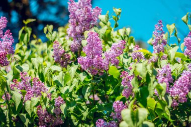 Beyaz köpüklü ve birbirini ezen dalgalı mavi dalgalı bir denizin arka planı. Fırtına sırasında doğal güçlü ve tehlikeli su fenomeni