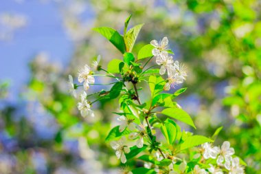 Beyaz köpüklü ve birbirini ezen dalgalı mavi dalgalı bir denizin arka planı. Fırtına sırasında doğal güçlü ve tehlikeli su fenomeni