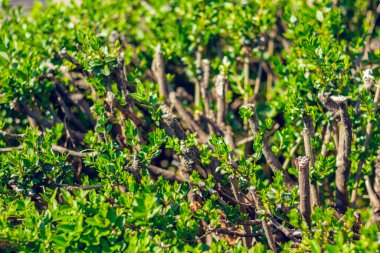 Beyaz köpüklü ve birbirini ezen dalgalı mavi dalgalı bir denizin arka planı. Fırtına sırasında doğal güçlü ve tehlikeli su fenomeni