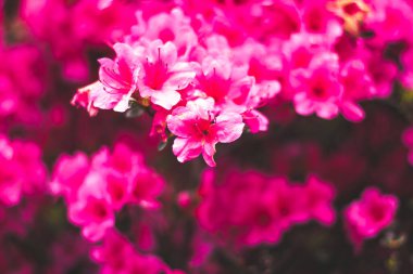 Azalea çiçekleri, küçük pembe taç yaprakları ve bulanık arkaplan ile gün boyunca parkta güzel mevsimsel ve dekoratif bitkiler doğal ortamda