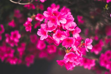 Gündüzleri bahçedeki küçük pembe süslemeli açelya çiçekleri. Dekoratif amaçlar için yoğun kırmızı bitkiler.