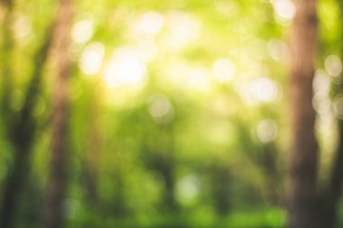 Doğal çevrenin soyut arkaplanı, parlak yeşil ve sarı tonlarıyla fotokopi alanı ile güzel bulanık yaprak dokusu yumuşak ışıkta