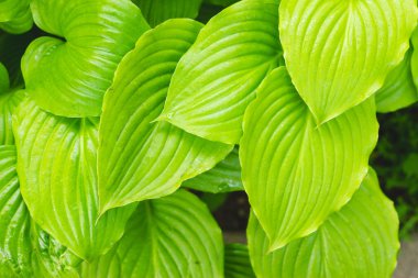 Arkaplan yeşili yapraklar Hosta Lush bitki örtüsünün dokusunu güzel parlak renkleri ve gölgeleri olan doğal bir çevrede