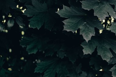 Genç ve taze meşe yapraklarının güzel koyu doğal yaprakları. Yağmurlu bir günde ormanın detaylı florasının yakın çekimi