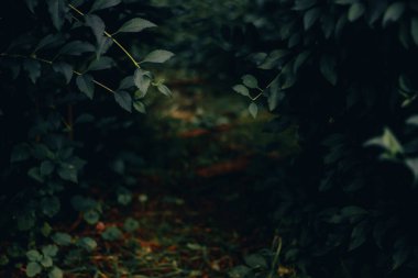 Taze yeşil dalların ve kuru toprağın karanlık doğası. Bahçelerden ve ormanlardan gelen bereketli bitki örtüleriyle güzel bir doğal ortam.