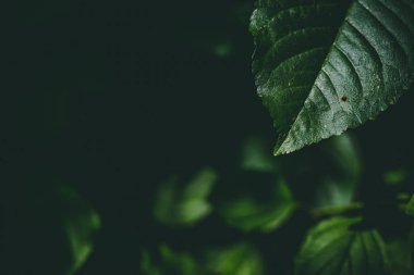 Fotokopi alanı ile detaylı keskin yaprağın koyu yeşil arka planı. Düşük ışık koşullarında güzel yabani bitki örtüsü