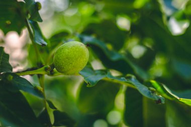 Ağaç dalında yeşil kabuklu taze ceviz ve güzel, doğal bulanık bir arka plan. Baharda olgunlaşmamış sağlıklı ve besleyici fındık