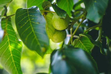 Ağaç dallarında yeşil cevizler ve yazın bulanık bir arka planda büyük yapraklar. Doğal ortamda besleyici ve sağlıklı fındıklar.