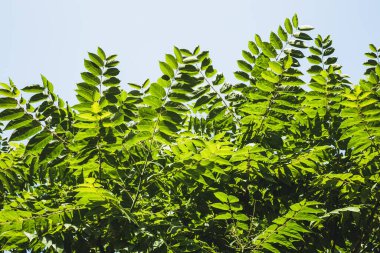 Juglan 'ların küçük dalları ve arka planında mavi gökyüzü olan güneşte keskin yapraklar. Taze yeşil dekoratif bitkilerin yemyeşil parkı ya da bahçesi.