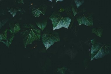 Detaylı, sivri sarmaşık yapraklarının karanlık doğası. Çiçekli bahçe ya da loş ışıkta küçük dekoratif bitkilerin parkı.