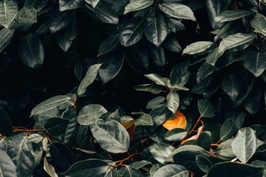 Ortasında tek bir sarı kuru yaprak olan yeşil ıslak yaprakların koyu arkaplanı. Üzerinde parlak güneş ışığı olan yemyeşil orman bitkileri.