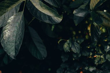 Düşük ışıkta baharın yemyeşil bitkileri. Sivri ve sivri uçlu, detaylı yaprakların koyu arkaplanı. Loş güneş ışığında güzel bir orman.