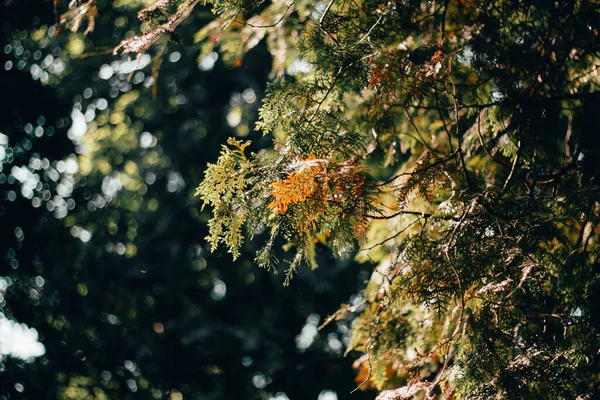 Verse Thuja Takken Een Groene Wazige Achtergrond Een Zonnige Dag — Stockfoto