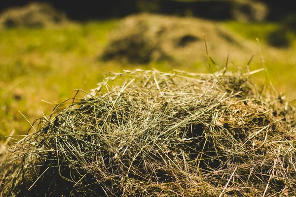 Stapel Gedroogd Gras Geplaatst Een Groen Veld Met Wazige Achtergrond — Stockfoto