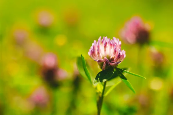 Kleine Frisse Roze Knop Een Groene Wazige Achtergrond Met Kopieerruimte — Stockfoto