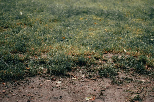 Dried plants on an arid hill or valley. Steppe vegetation with small bushes and poor grass. Natural environment with water deprived flora