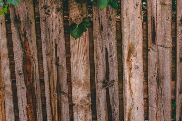 Jasnobrązowy Drewniany Płot Wietrzną Fakturą Zielonymi Liśćmi Bluszczu Górze Naturalny — Zdjęcie stockowe