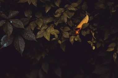 Yeşil yaprakların üzerinde oturan sarı yaprak. Sonbaharda fotokopi alanı olan tek bir kurumuş bitkinin doğal arka planı