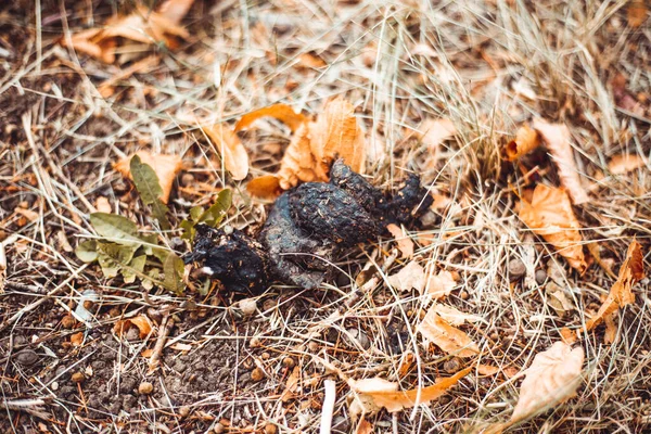 Dog Poop Sitting Grass Black Animal Excrement Nature Unpleasant Disgusting — Stock Photo, Image
