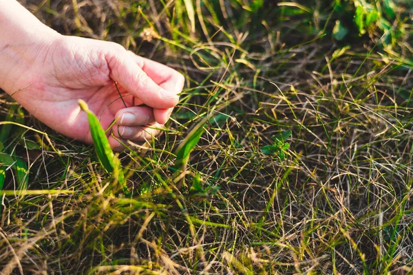 Młody Człowiek Pieści Zieloną Trawę Świeżym Powietrzu Słoneczny Dzień Ręka — Zdjęcie stockowe