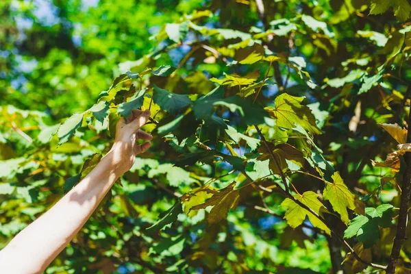 Jongeren Hand Reiken Naar Groene Boombladeren Een Heldere Zonnige Dag — Stockfoto