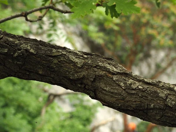 dalını yedeklemek kapatın