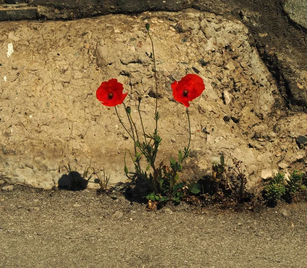 Una flor de amapola está en frente de la pared de piedra . — Foto de Stock